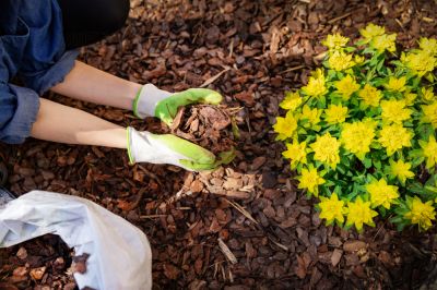 Improve the Appearance of Your Landscaping!