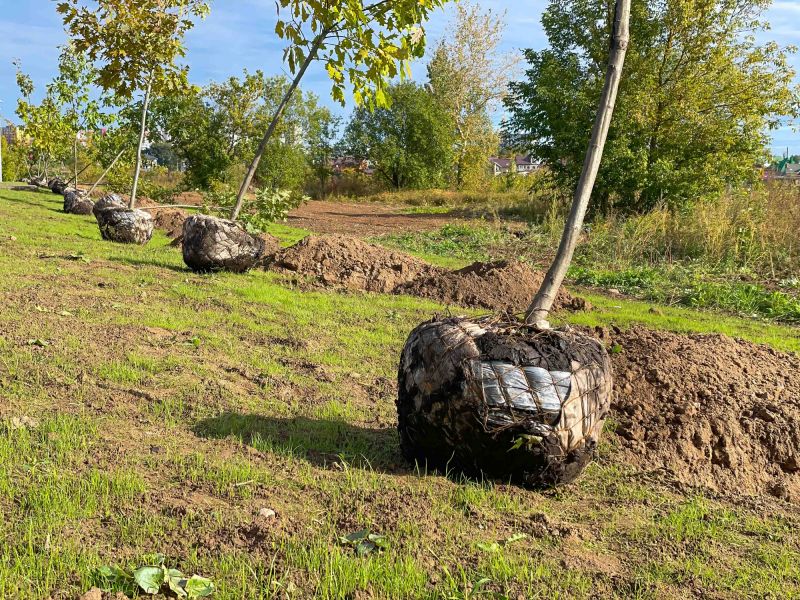 Mature Tree Placement