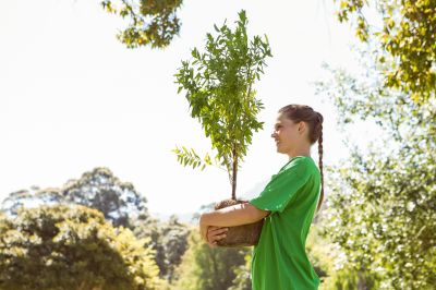 Oak Tree Planting in Ventura County, CA