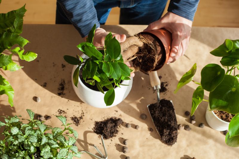 Planting Service in Honolulu, HI