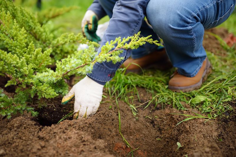 Privacy Trees Planting in Honolulu, HI
