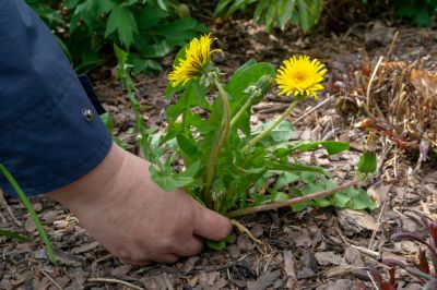 Reduce or Prevent Weed Growth!